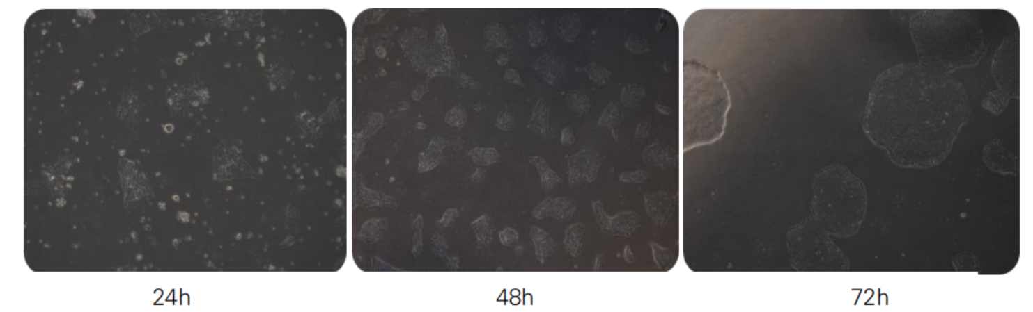 无血清细胞冻存液(科研级)