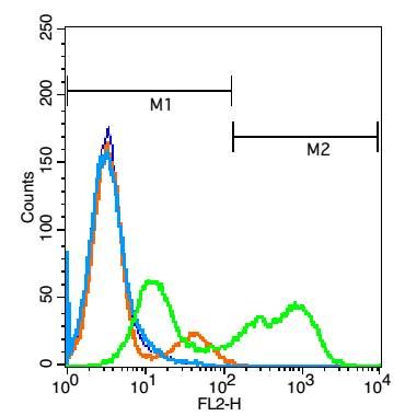 APRIL/TNFSF13 antibody