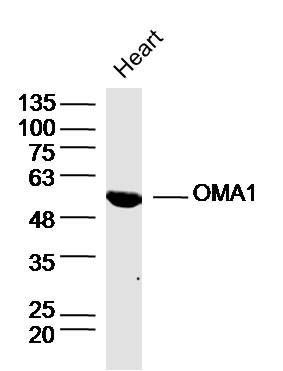 OMA1 antibody