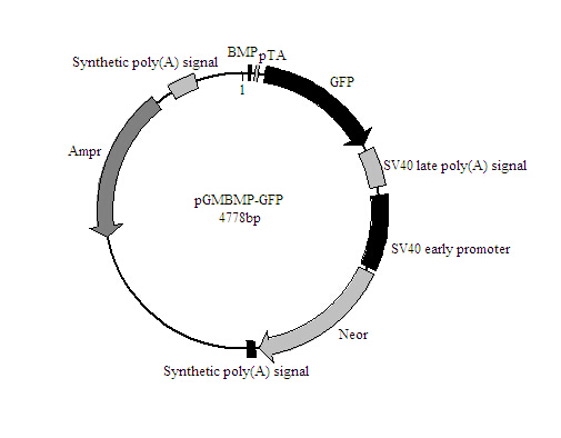 北京BMP-GFP报告基因质粒说明书