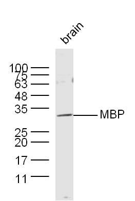 MBP antibody