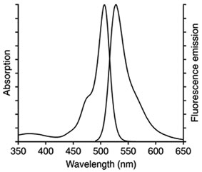 细胞内钙离子荧光探针(Fluo-3 AM) 探针标记及检测
