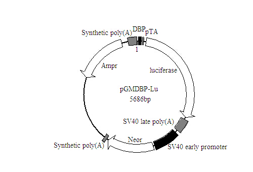 SY0069型PPARγ-Luc荧光素酶报告基因质粒现货供应