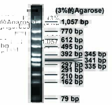 DNA marker(φX174 DNA/Hinc II)