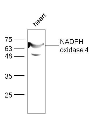 NADPH oxidase 4 antibody