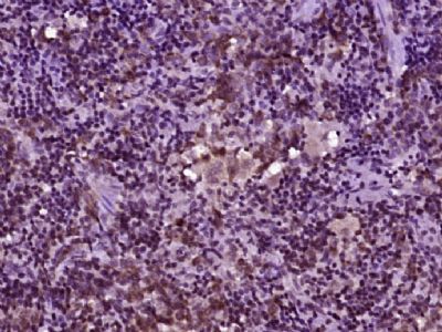 phospho-PTPN6(Ser591) antibody