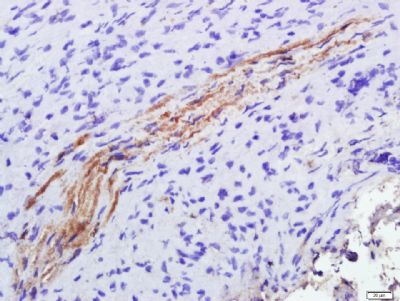 Glutathione Reductase谷胱甘肽还原酶抗体