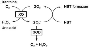 总超氧化物歧化酶活性检测试剂盒(NBT法)批发