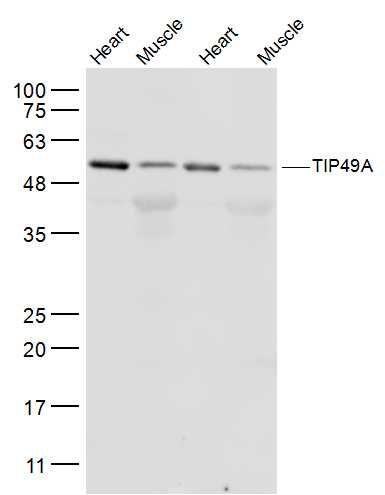 TIP49A antibody