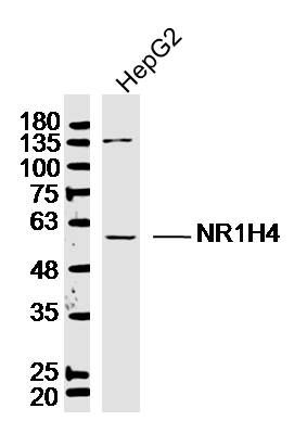 NR1H4 antibody