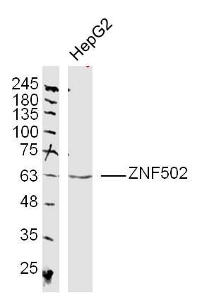 ZNF502锌指蛋白502抗体