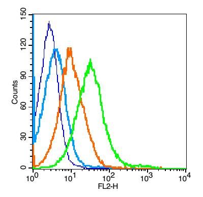 Histone H3/HIST3H3 antibody