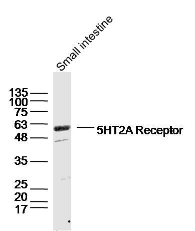 5HT2A Receptor antibody