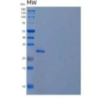 小鼠TWEAK受体/TWEAK R/TNFRSF12A重组蛋白C-Fc