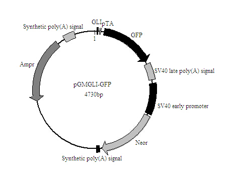 GLI-GFP报告基因质粒优惠促销