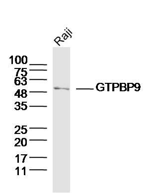 GTPBP9 antibody