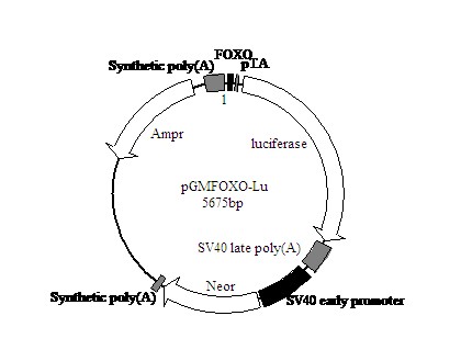北京AEC显色试剂盒红色(IHC)哪里卖