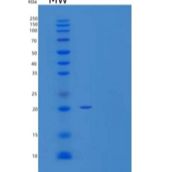 人PRL- 2/PTP4A2重组蛋白C-6His
