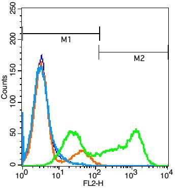 ALK间变型淋巴瘤激酶抗体