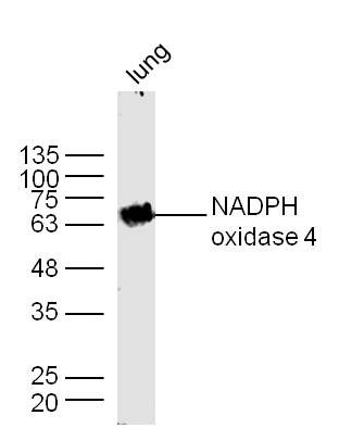 NADPH oxidase 4 antibody