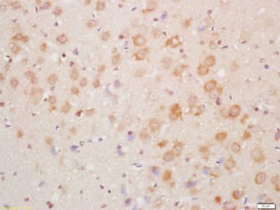 NDUFA8 antibody