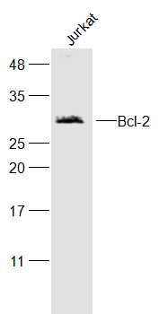 Bcl-2 antibody