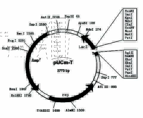 pUCm-T载体质粒图谱