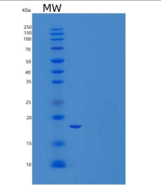 人真核翻译起始因子5A-2/EIF5A2重组蛋白N-6His