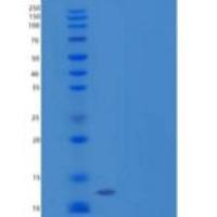 人Leydig胰岛素样3/INSL3重组蛋白C-6His