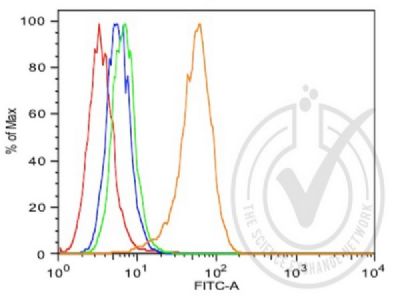 AKT1蛋白激酶B抗体