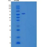 人连接粘附分子B/JAM-B/CD32重组蛋白C-Fc