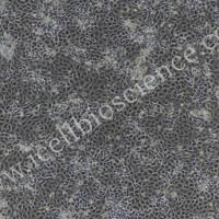 大鼠肾近端小管上皮细胞/免疫荧光鉴定/镜像绮点(Cellverse)