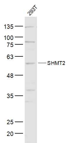 SHMT2 antibody