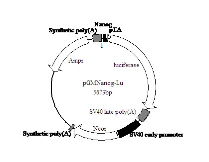 植物血凝素哪里卖