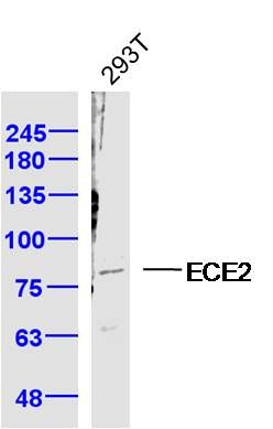 ECE2内皮素转化酶2抗体