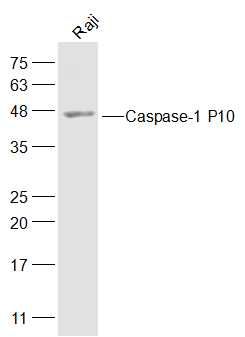 Caspase-1 P10 antibody