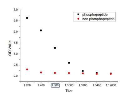 phospho-LATS1+LATS2 (Thr1079 +