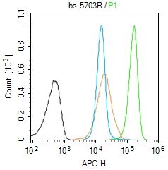 phospho-STAT5b (Ser731) 磷酸化信号转