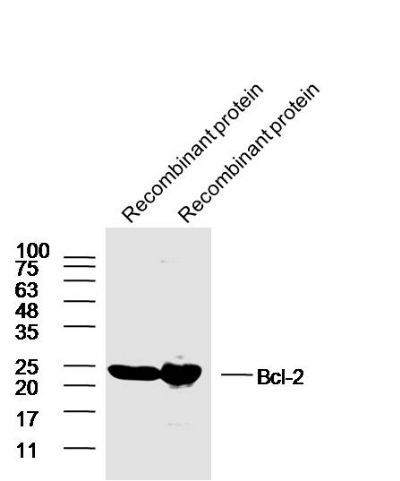 Bcl-2 antibody