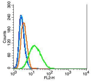 Dopamine Receptor D1多巴胺受体D1抗体