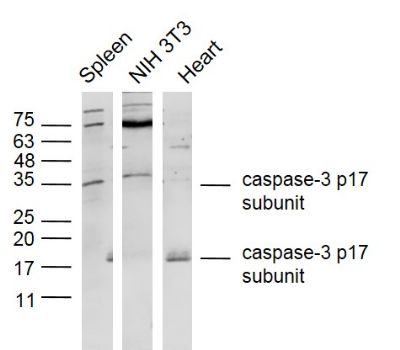caspase-3 p17 subunit antibody