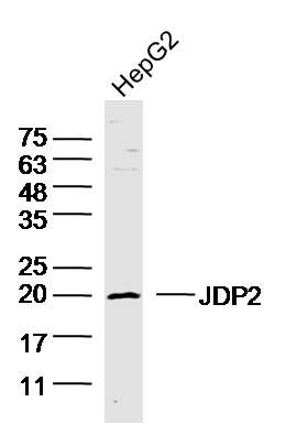 JDP2 antibody