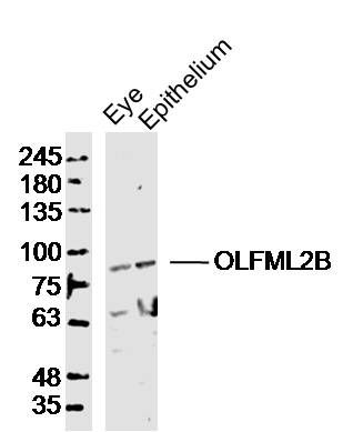OLFML2B嗅介蛋白样蛋白2B抗体
