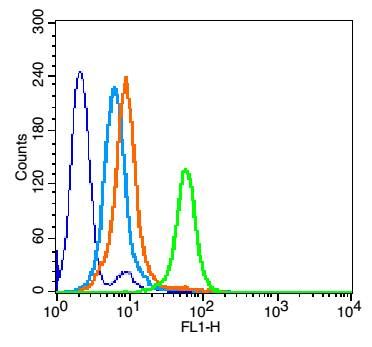 caspase-3 p17 subunit antibody