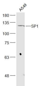 SP1 antibody