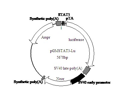 STAT3萤火虫荧光素酶报告基因质粒