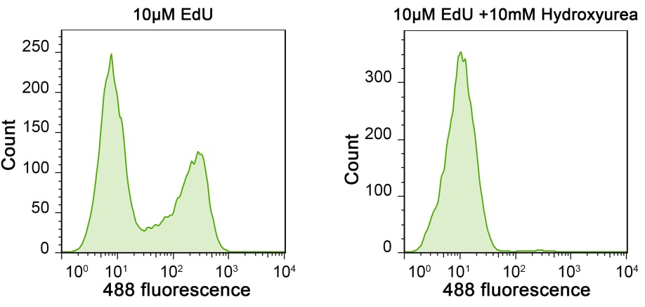 BeyoClick™ EdU-488细胞增殖检测试剂盒