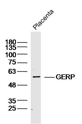 GERP antibody