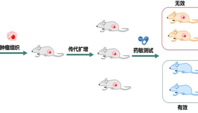 PDX 模型在 siRNA 上的应用