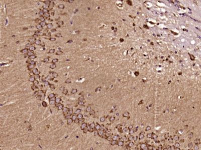 Phospho-RhoA (Ser188) antibody